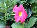 Brazilian jasmine